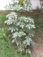 Vasconcellea pubescens