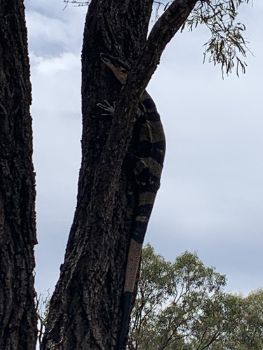 Lace Monitor