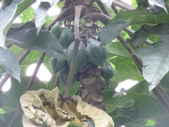 Vasconcellea pubescens