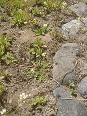Arabidopsis suecica