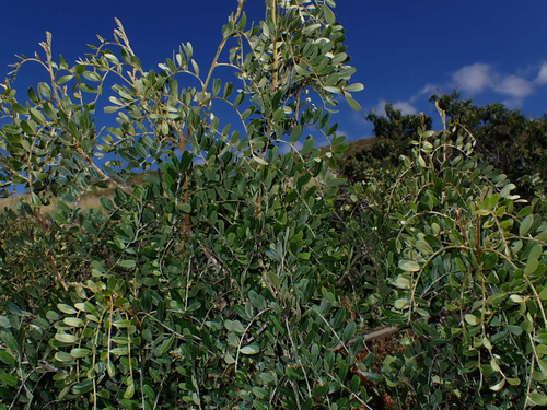 Sophora chrysophylla observed 2026-10-02