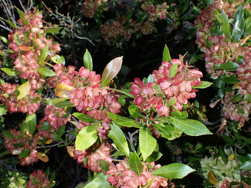 Dodonaea, 2026-10-02