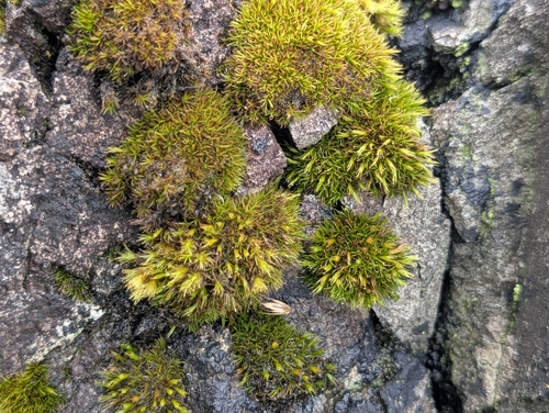 Schistidium maritimum observed 2026-10-02