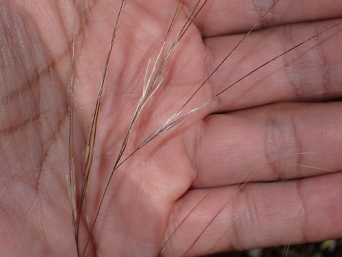 Nassella cernua observed 2026-10-02