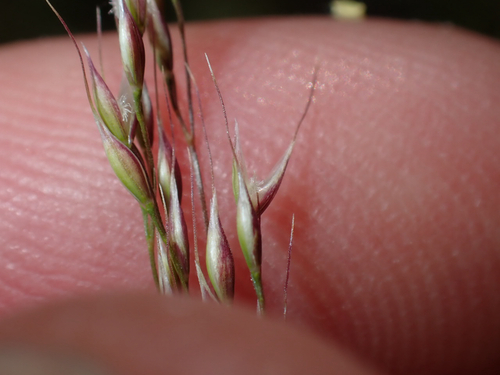Oloptum miliaceum observed 2026-10-02
