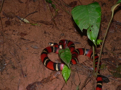 Lampropeltis abnorma