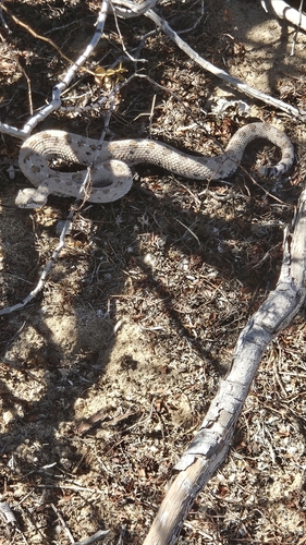 Sidewinder