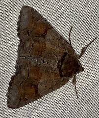 Zale submediana