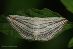 Scopula opicata