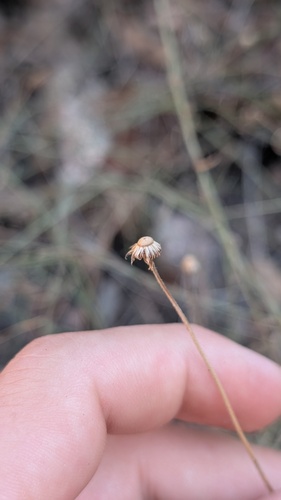 running fleabane