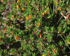 Pultenaea tenuifolia