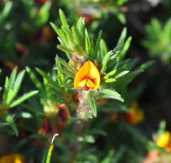 Pultenaea tenuifolia