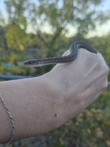 Wandering Garter Snake