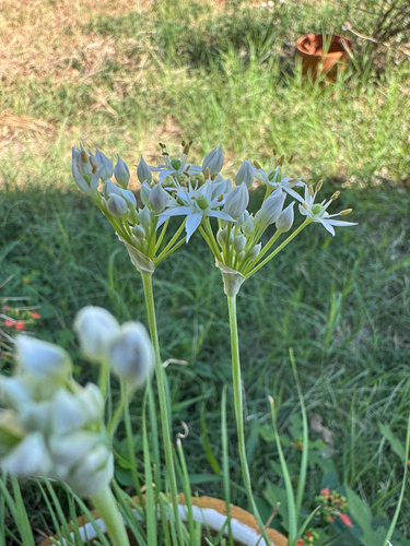 Allium canadense, 2026-08-30