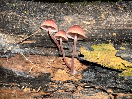 Bleeding Fairy Helmet
