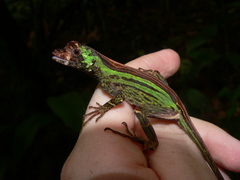 Anolis capito