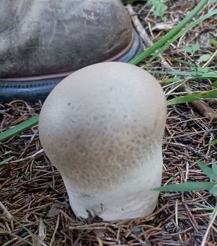 Purple-spored Puffball