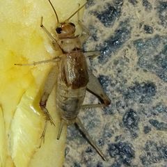 Gryllidae