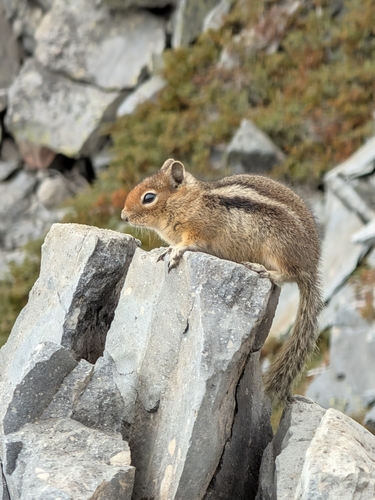 Cascade Golden-mantled Ground Squirrel observed by iftenneythenwhat
