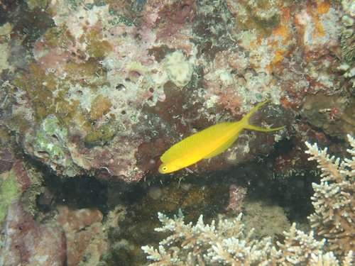 Plagiotremus laudandus observed 2026-10-01
