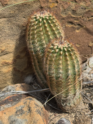 white lace cactus of Texas