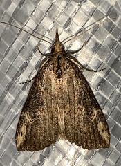 Hypena humuli