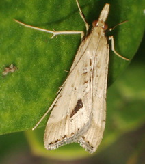 Diasemia monostigma