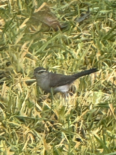 Bewick's Wren