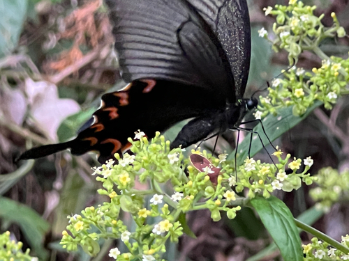 Chinese Peacock Swallowtail