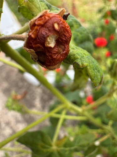 Turk's cap