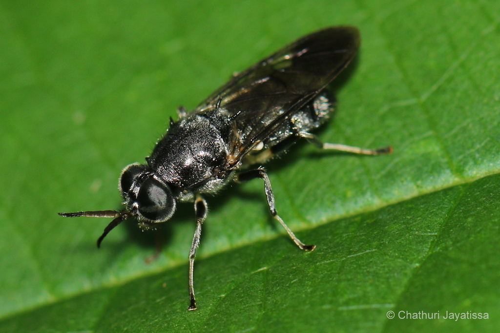 Nigritomyia