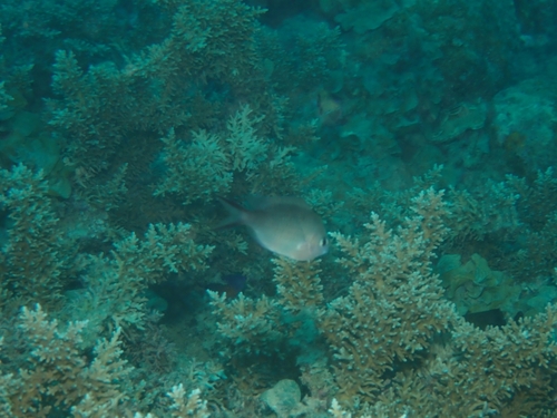 Chromis ternatensis observed 2026-10-01