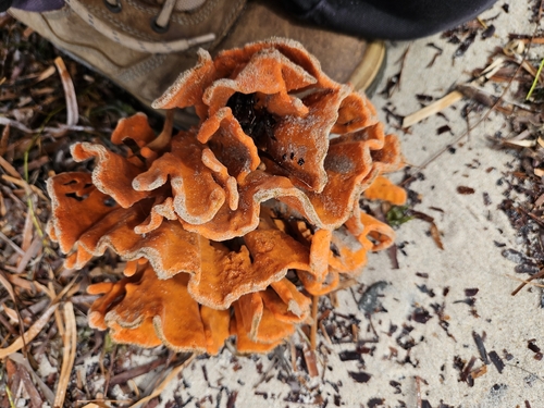 Clathria australiensis observed 2026-10-02