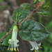 Hairy Correa - Photo (c) Kevin Sparrow, some rights reserved (CC BY), uploaded by Kevin Sparrow