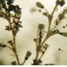 Campanulariidae - Photo (c) WoRMS for SMEBD, algunos derechos reservados (CC BY-NC-SA)