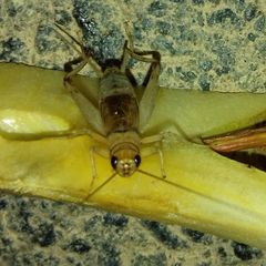 Gryllidae