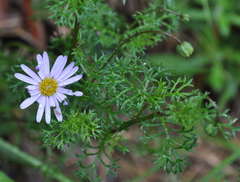 Brachyscome multifida dilatata