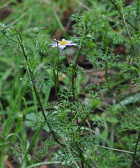 Brachyscome multifida dilatata