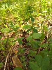 Cruciata glabra krylovii