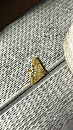 Corn Earworm Moth