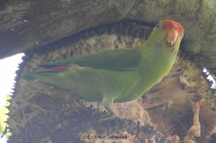 Loriculus beryllinus