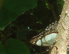 Pyrrhogyra