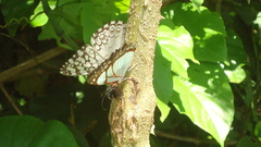 Pyrrhogyra