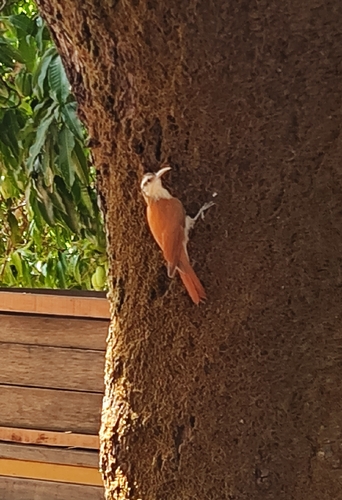 Narrow-billed Woodcreeper