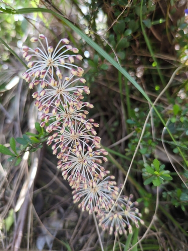 Many Flowered Matrush