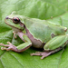 Eastern Tree Frog - Photo (c) Roberto Sindaco, some rights reserved (CC BY-NC-SA), uploaded by Roberto Sindaco
