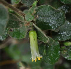 Correa aemula