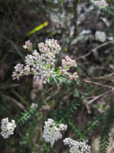 Sago Flower