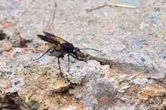 Isodontia ochroptera