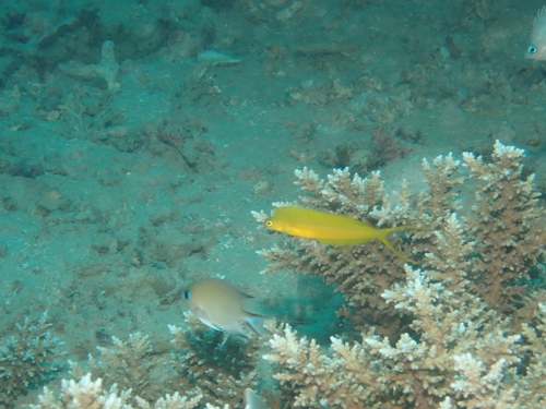 Plagiotremus laudandus observed 2026-10-01